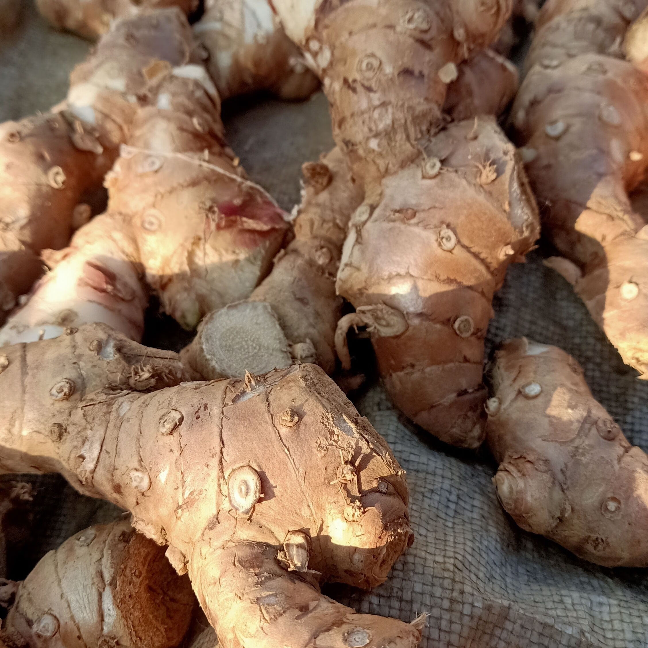 北京同仁堂原料贵州新鲜草果装贵州大姜花草果山姜夜含苏路边姜草果花