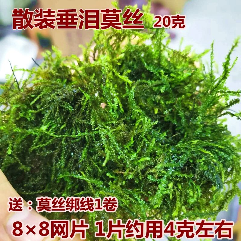 墨之瑶鱼缸造景莫斯水草散装垂泪慕丝植物真活体套餐淡怪蕨绑沉木入门