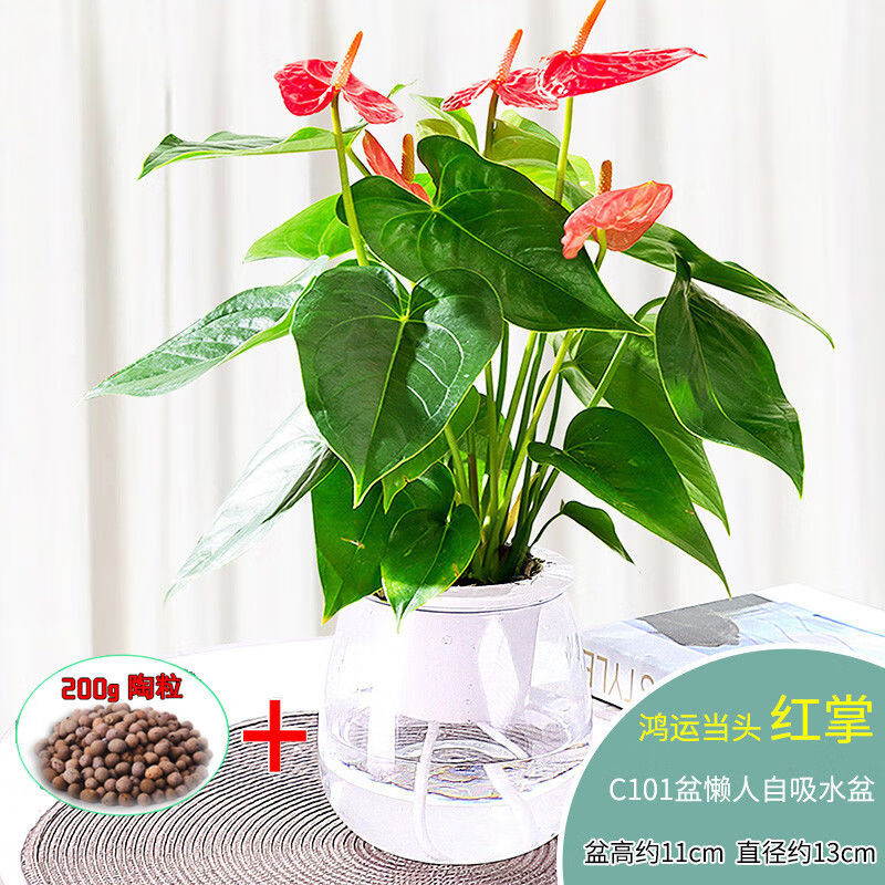 水培植物除甲醛的吉祥花一帆风顺 【陶粒】特级红掌(玻璃水培盆 陶粒