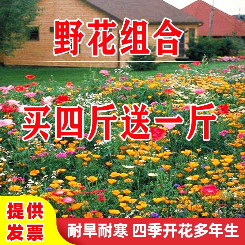 帅轩花卉种子花籽四季种易活格桑花波斯菊种子花草百日草种子野花组合