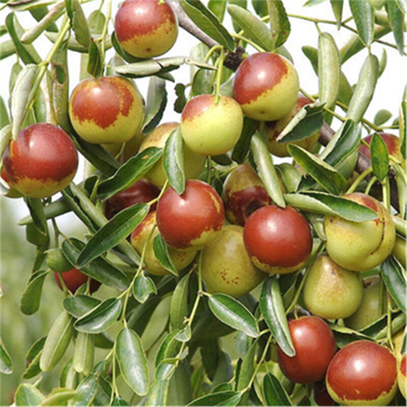 言清 枣树树苗 嫁接枣子苗 沾化冬枣 无核脆枣南北