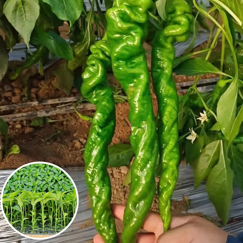 寿禾 螺丝辣椒苗秧苗寿光春冬季蔬菜苗 螺丝辣椒苗 6棵