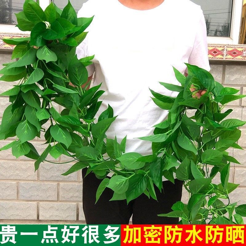 仿真藤条绿萝叶装饰室内假树叶绿藤蔓植物壁挂遮挡绿叶子假花塑料 塑胶大叶99片绿萝藤(2条)