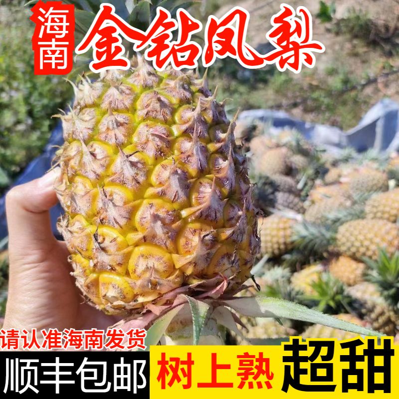 樱鲜【顺丰直达】海南金钻凤梨17号当季新鲜大果水果整箱手撕 5斤