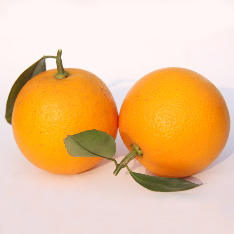 【甜蜜有礼】秭归夏橙新鲜水果当季橙子酸甜橙手剥榨汁 5斤中果