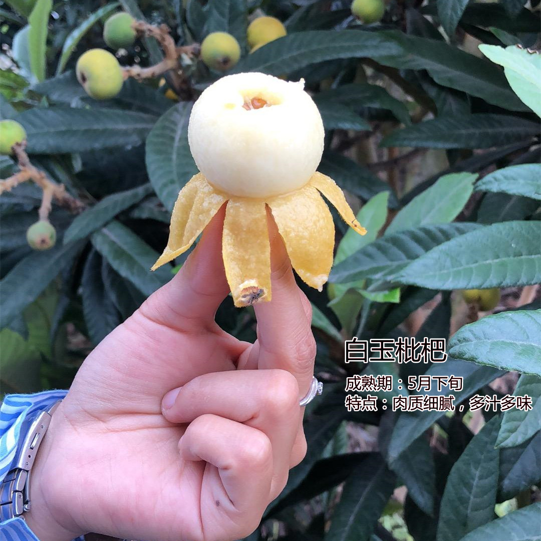 白玉枇杷苗树早熟嫁接无核特大五星白沙枇杷树南北方盆栽地栽树苗