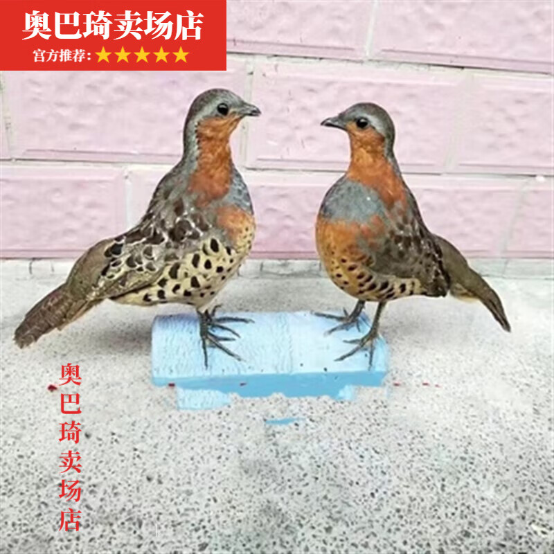 模型竹鸡媒竹鸡模型园林竹鸡户外竹鸡摆件室外仿真羽毛 竹鸡公母一对