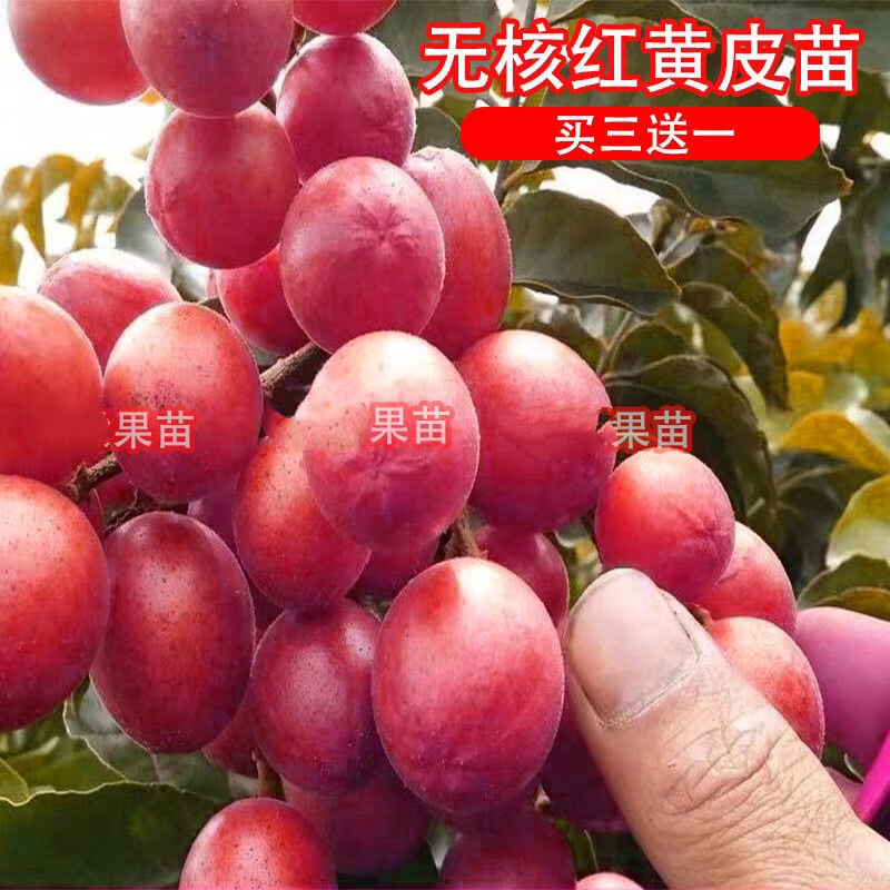 花农氏红皮红肉黄皮果树苗无核黄皮树苗黑黄皮冰糖黄皮果苗盆栽地栽