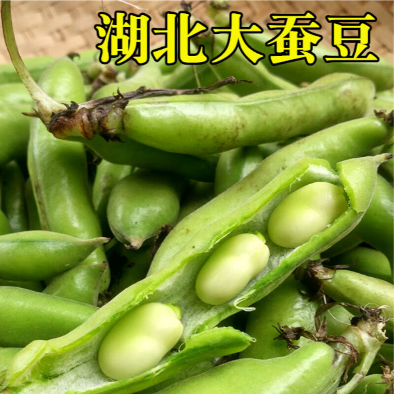 蚕豆新鲜湖北天门特产豌豆农家自种应季新鲜蔬菜瓜果 5斤
