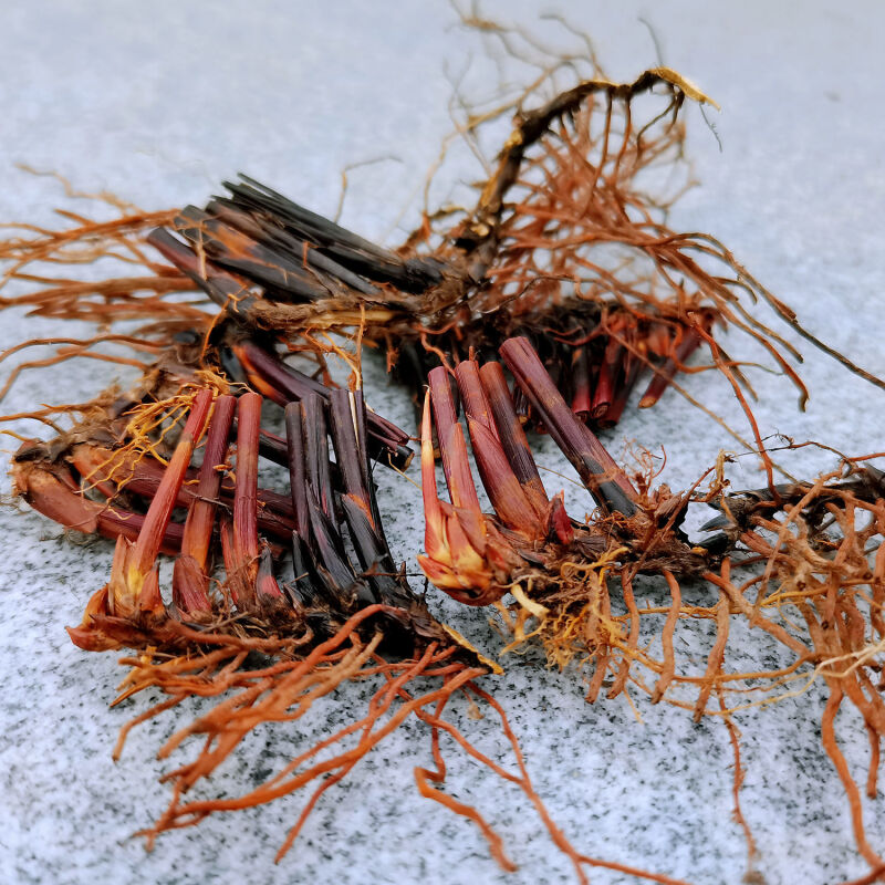 伟博止鼻血利尿席草根席草头草席根民间中草药新鲜晒干织席草根蔺草头