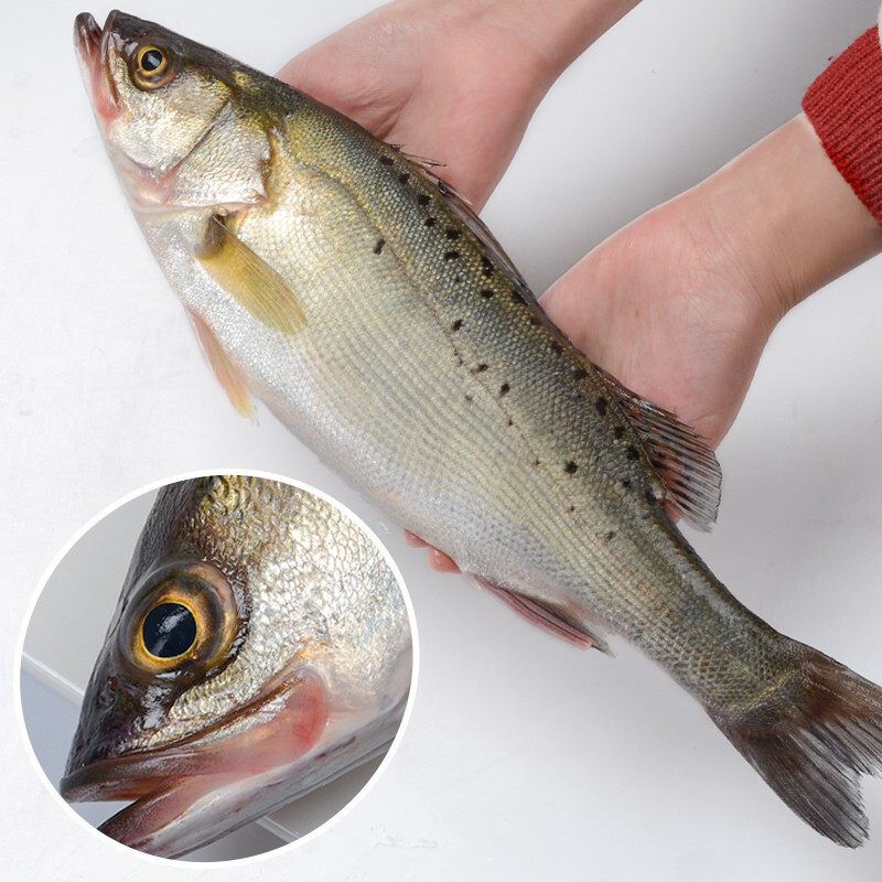 伯贤 新鲜海捕大鲈鱼 1000g 深海七星海鲈鱼花鲈鱼 海鲜水产 1000g