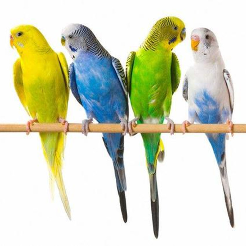 玄风鹦鹉活体会说话笼养小鸟活体幼鸟活物 冲量虎皮1只(颜色不能挑)