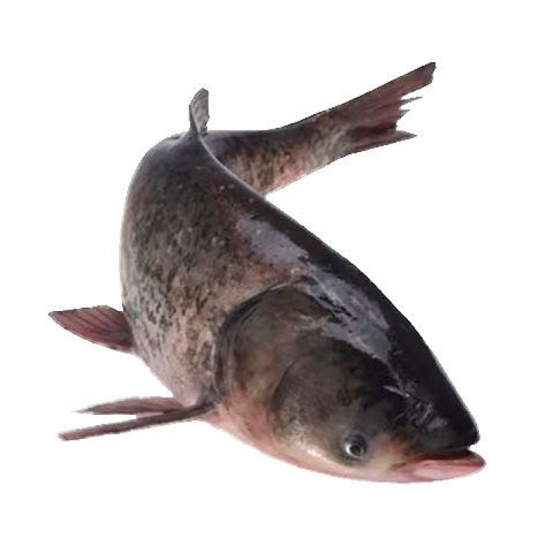 安峰山微山湖纯野胖头鱼活鱼现杀新鲜鲢鱼大头鱼花鲢鱼鲢鳙鲜活