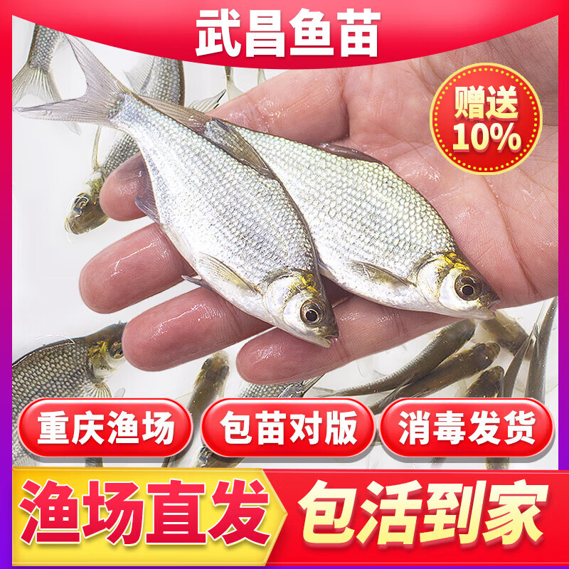 武昌鱼苗扁鱼苗淡水养殖食用特大四川重庆本地鳊鱼苗养殖柳叶边鱼 鳊