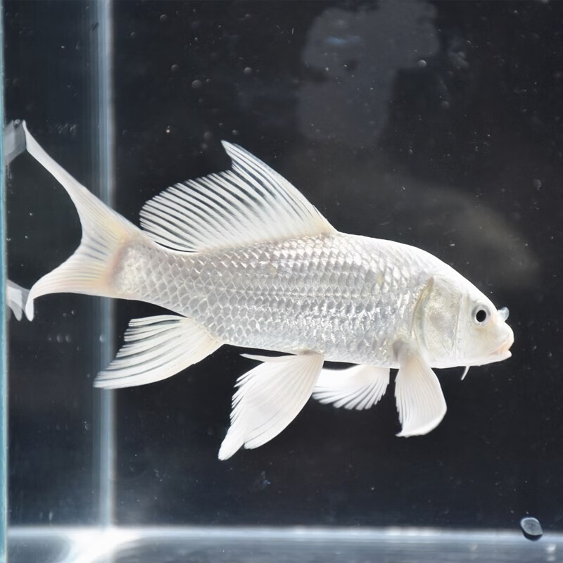 水族活体价格历史最低|水族活体价格历史