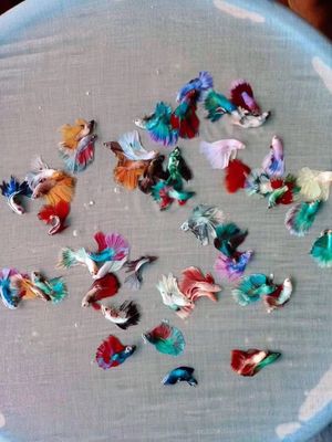 怎么看京东水族活体历史价格曲线|水族活体价格比较