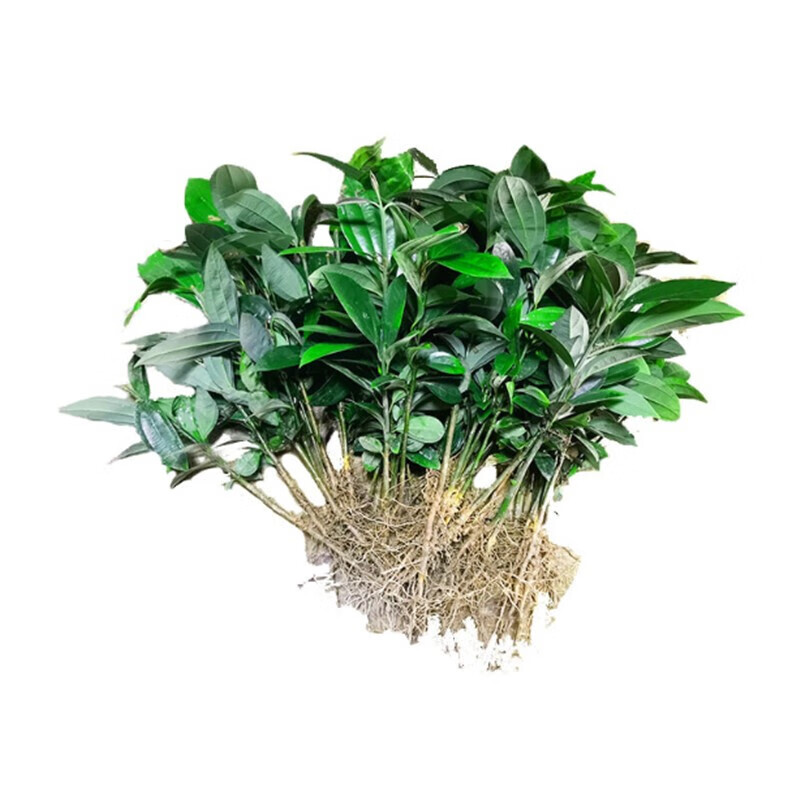 醉春木苗正宗玉桂树苗桂皮苗肉桂皮苗制作香料或入药树苗 购10-19棵