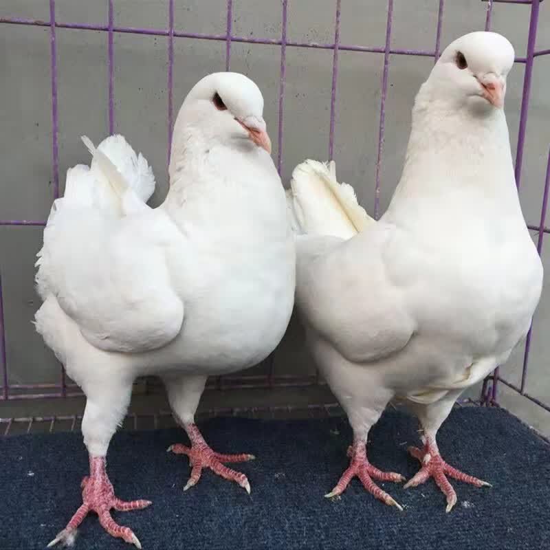 一对正宗大型肉鸽活体观赏宠物大体元宝鸽子纯巨型公斤鸽鸽子活物