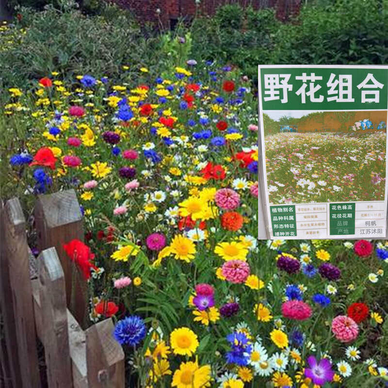 野花组合种子四季开花耐寒花籽波斯菊格桑花易活庭院室外花种籽子卓天