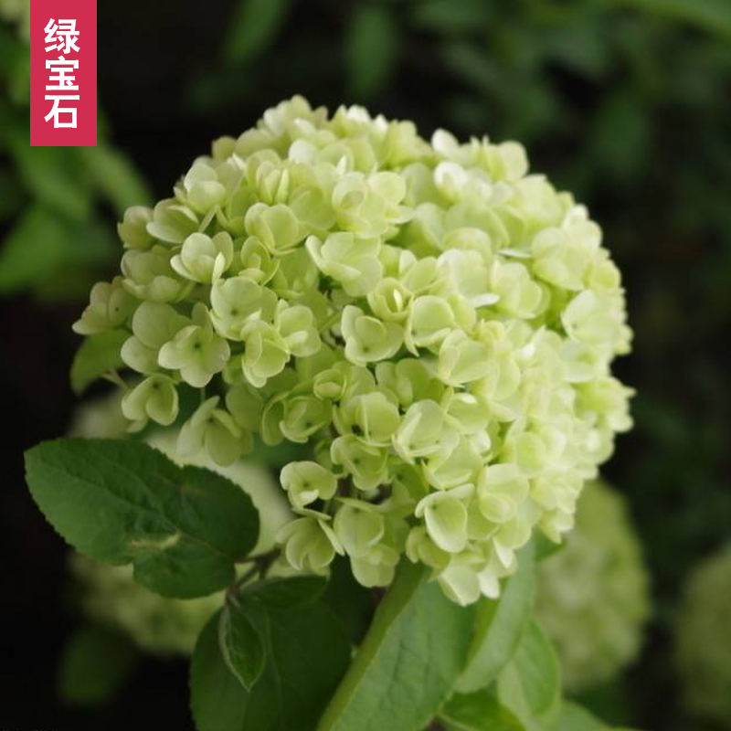老桩八仙花绣球花苗盆栽无尽夏大花卉室内花阳台庭院植物 10年绿宝石
