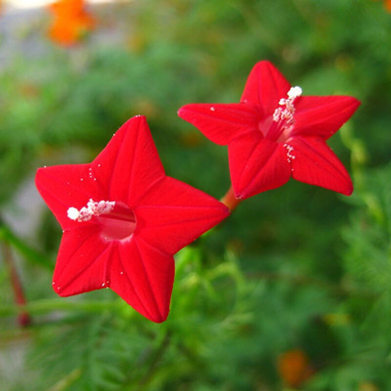 清晨露水 红五星羽叶茑萝种子庭院爬藤植物花卉种子花籽四季种阳台
