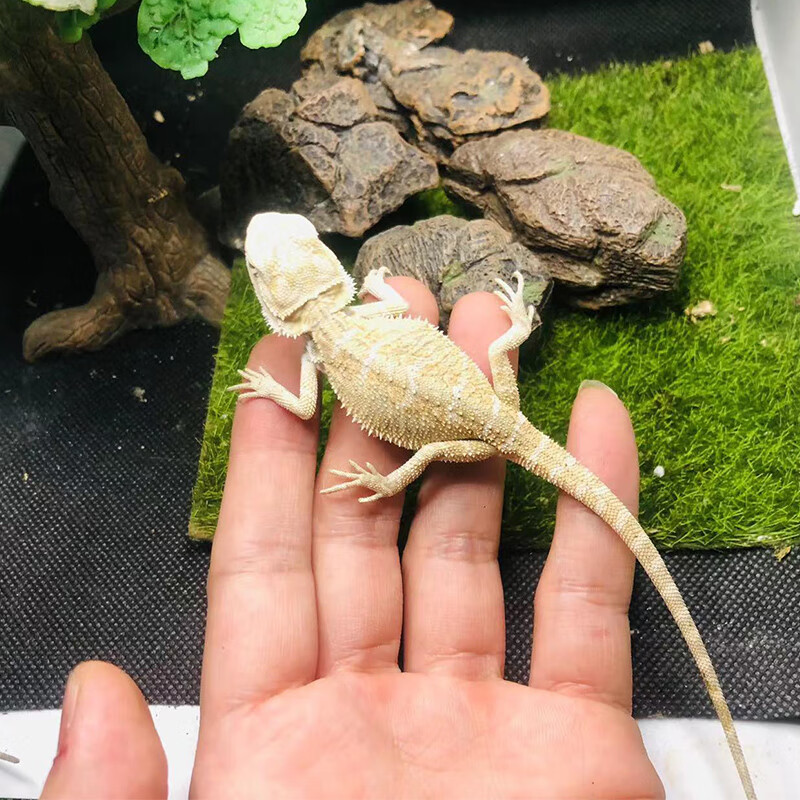 鬃狮蜥蜴活物超白zero苗可爱不咬人新手小孩爬宠包活 影子白苗
