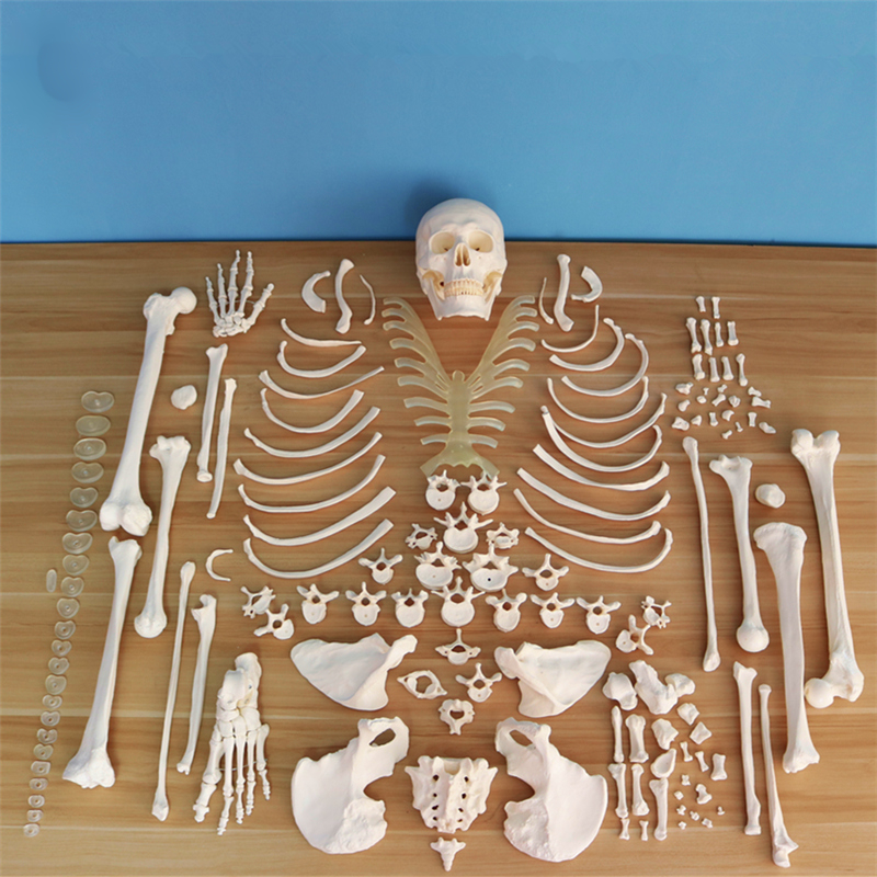 散骨医学人体骨骼模型骨架仿真玩具小白全身真人可拆卸正骨 1:1散
