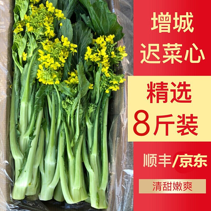 鑫果滋 增城菜心 迟菜心广东小楼高脚迟菜心嫩甜曾城菜心新鲜蔬菜送礼