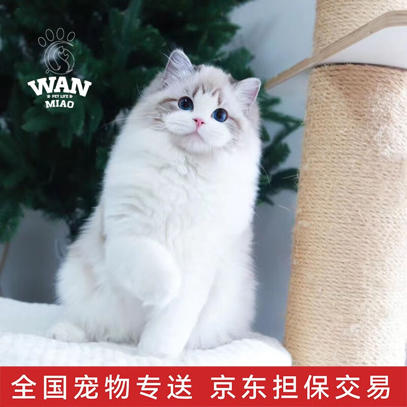 可以看猫咪活体价格波动的App|猫咪活体价格比较