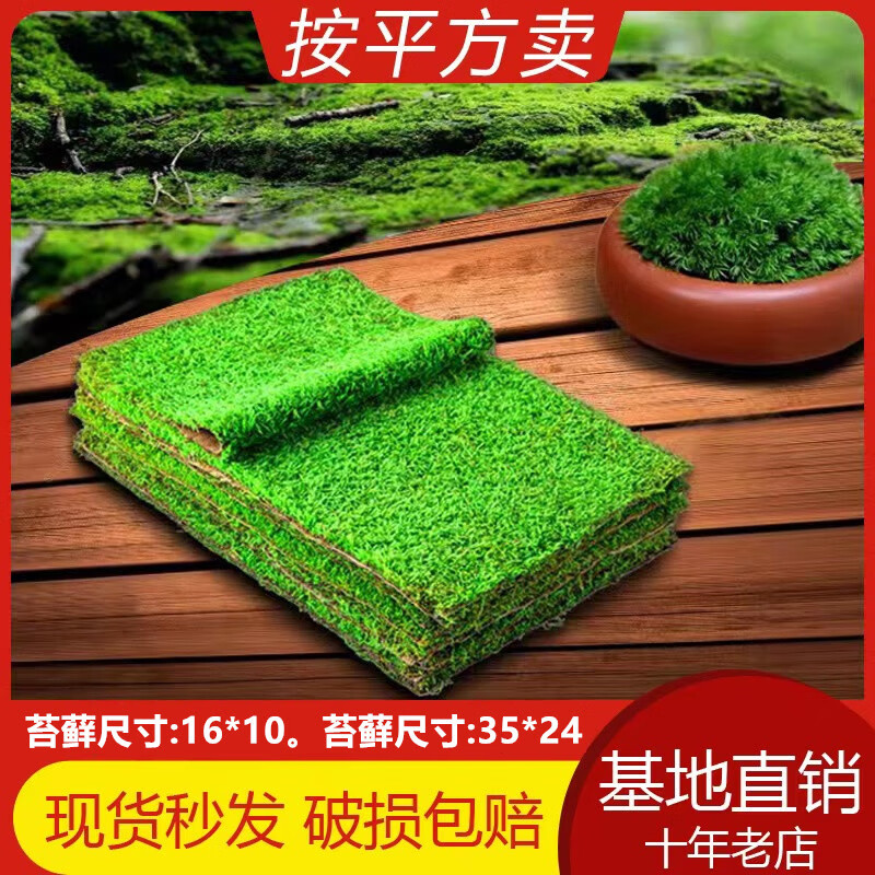 造景鮮活苔蘚微景觀青苔景觀植物鋪面短絨小灰蘚搭配庭院桌面盆栽 紗布苔蘚 紗布短絨蘚34*24cm-6片裝/盒