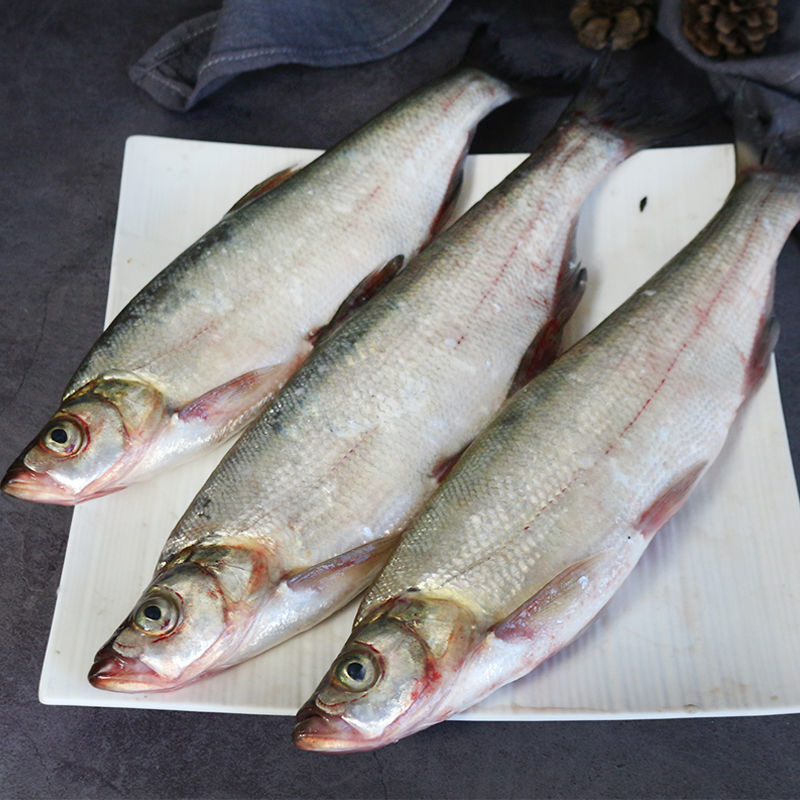 lism查干湖白鱼淡水鱼翘嘴鲌翘嘴鱼白鱼大白刁撅嘴鱼 白鱼2斤