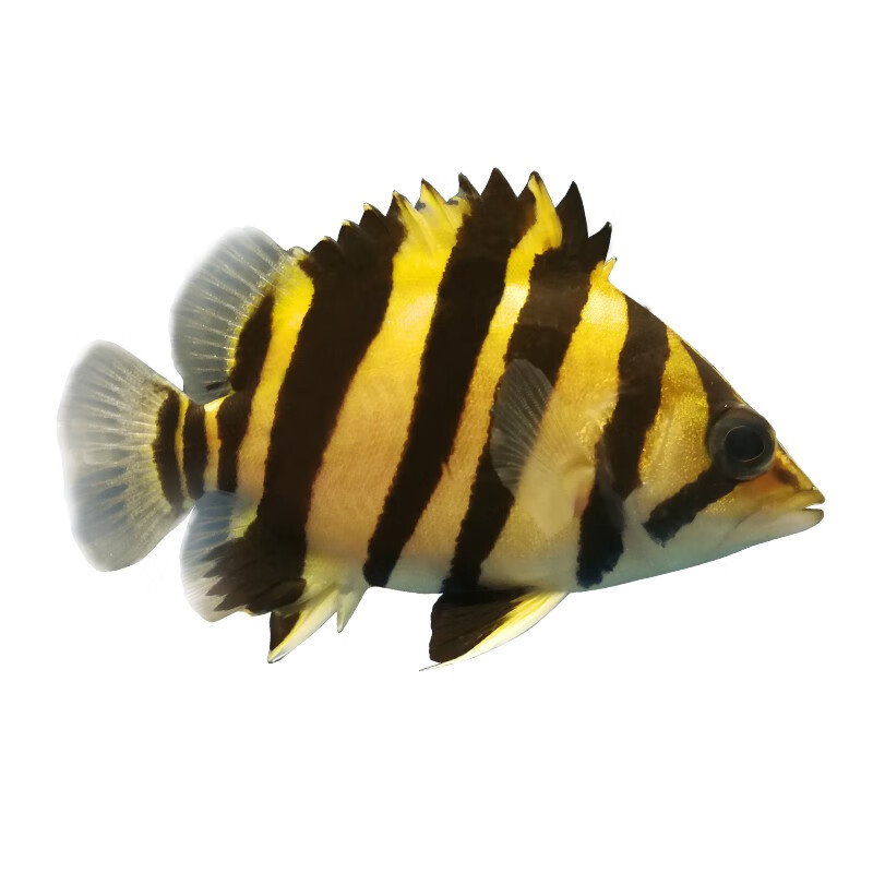 泰北虎印尼虎四纹虎三纹虎泰国虎鱼龙鱼虎鱼苗苏门答腊虎鱼苗活体v