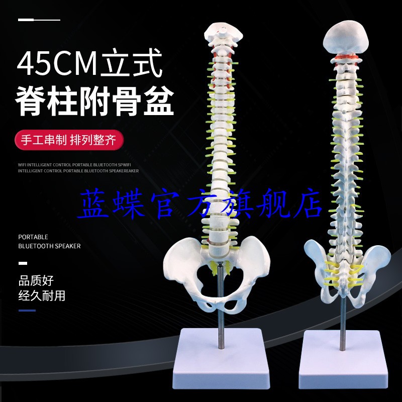 45CM人体脊柱模型 医学正骨练习骨骼模型颈椎腰椎脊椎骨架模型 立式 硬腰椎 模型