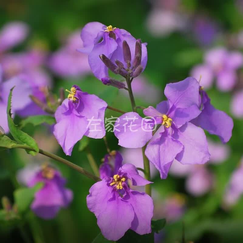二月兰种子多年生紫色花卉 耐阴耐寒耐旱四季播早春开花 二月兰5克约