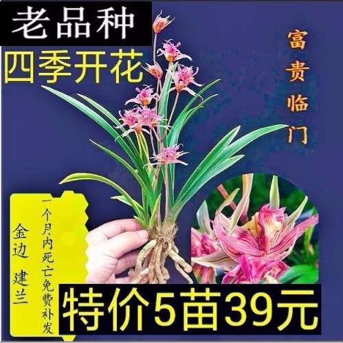 建兰兰花苗 金边兰花 好运来  浓香 室内盆栽花卉 富贵临门 4苗连体