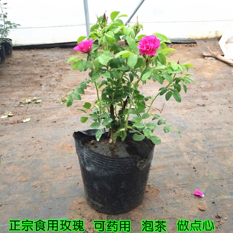 畅微 食用玫瑰花苗大马士革平阴一号玫瑰苗玫瑰盆栽当年开花可做玫瑰
