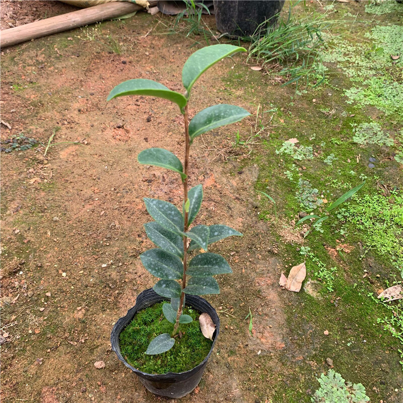 茶梅盆栽朝苍茶梅品种红色耐寒稀有品种多色茶花精品苗木 30公分小苗