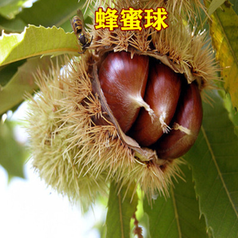 板栗树苗 嫁接栗子苗 地栽盆栽果树苗 南方北方庭院阳台水果苗 蜜蜂球