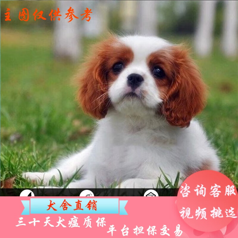 桓瑞宠物 纯种宠物狗狗活体查理王小猎犬幼犬幼崽小型犬 宠物级 宠物