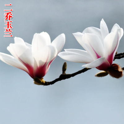 玉兰花树苗大型庭院种植树木红玉兰紫玉兰白玉兰盆栽绿化苗风景树 二
