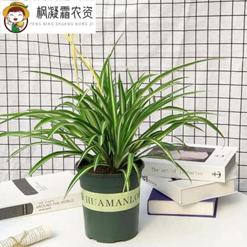 桐汝壁金心銀邊吊蘭盆栽綠植室內(nèi)植物多年生 加侖盆金心吊蘭 含盆
