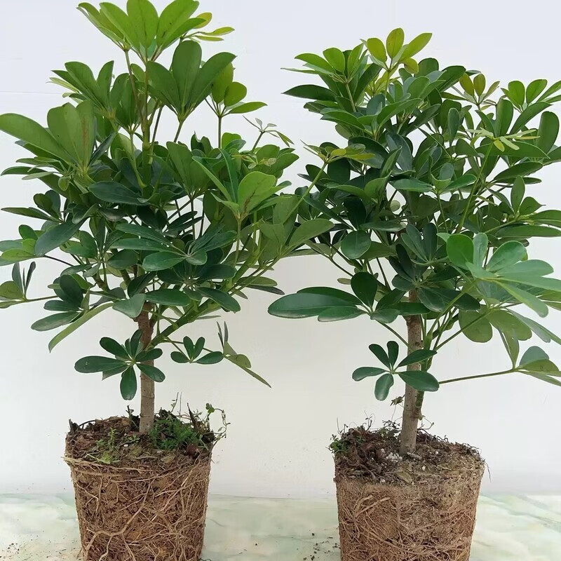 八方来财鸭脚木招财树鹅掌柴室内绿植净化空气吸甲醛花卉绿植好养 带老桩高40-50cm 不含盆