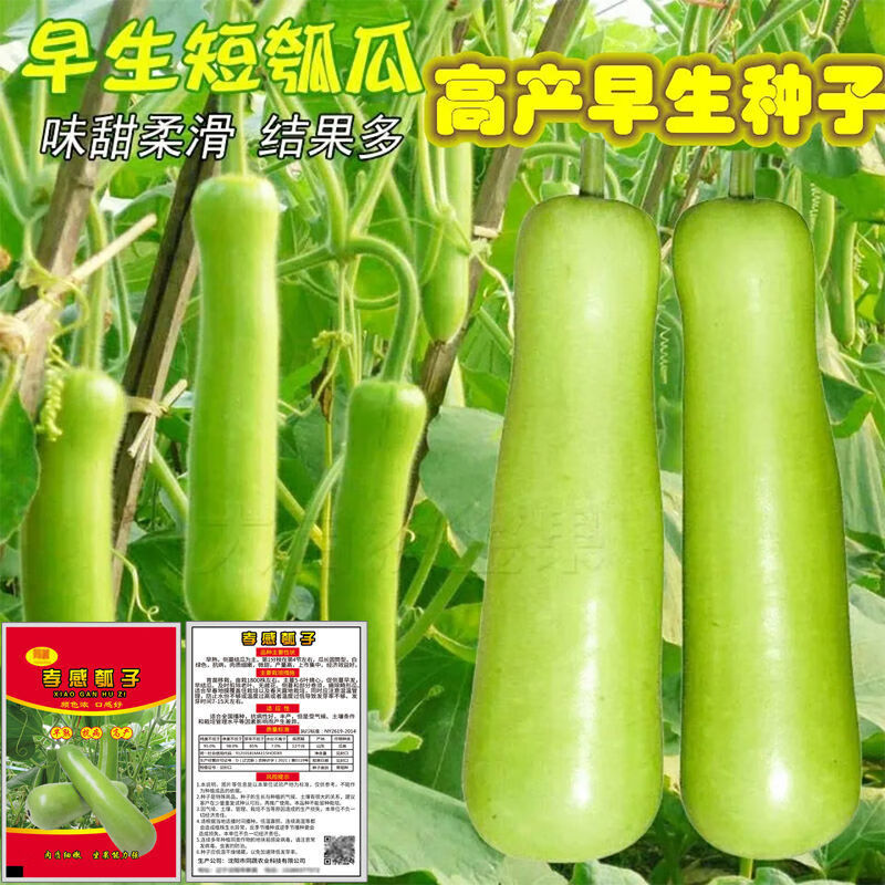 发货瓠瓜护子胡瓜飘瓜菜葫芦食用胡子可食用 孝感瓠子种子 20粒 宋宋