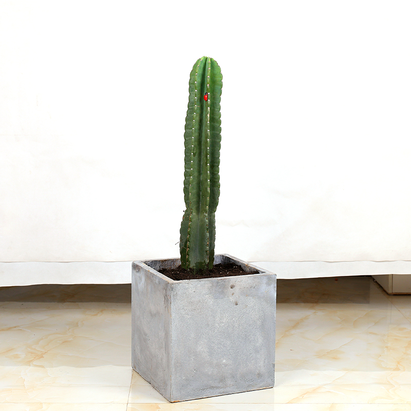 仙人掌北欧风格欧美室内盆栽大型植物多品种 单颗量天尺20至34厘米 不
