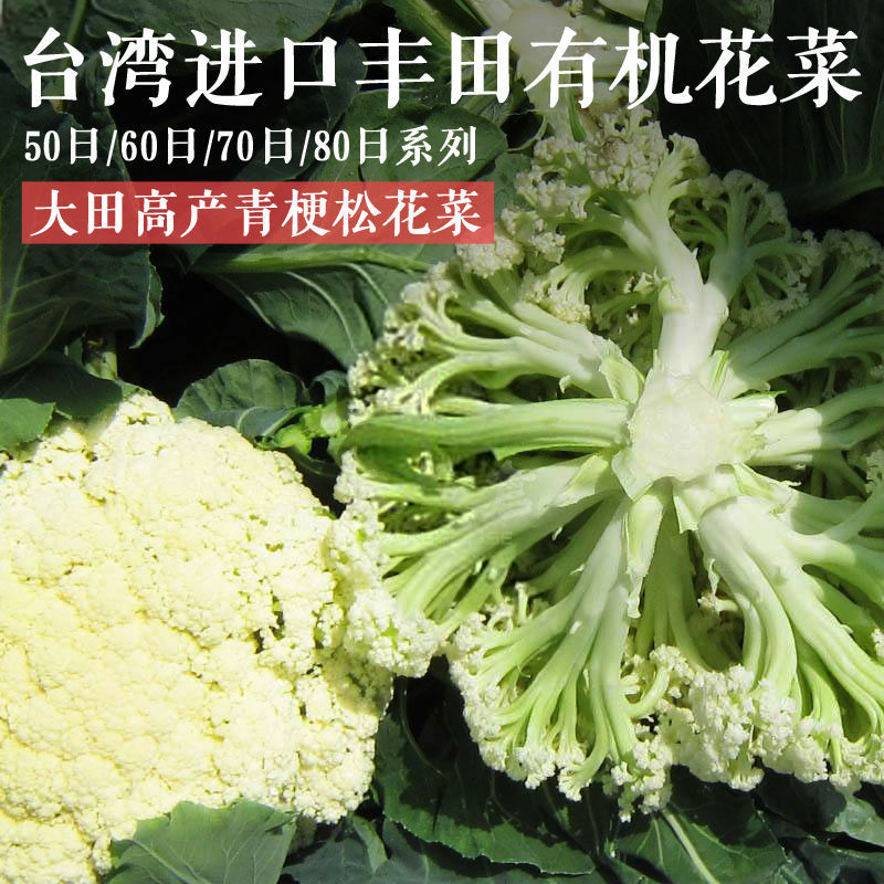 博卉松花菜种子高产青梗花椰菜有机松花菜蔬菜种子春夏秋播种 青梗有