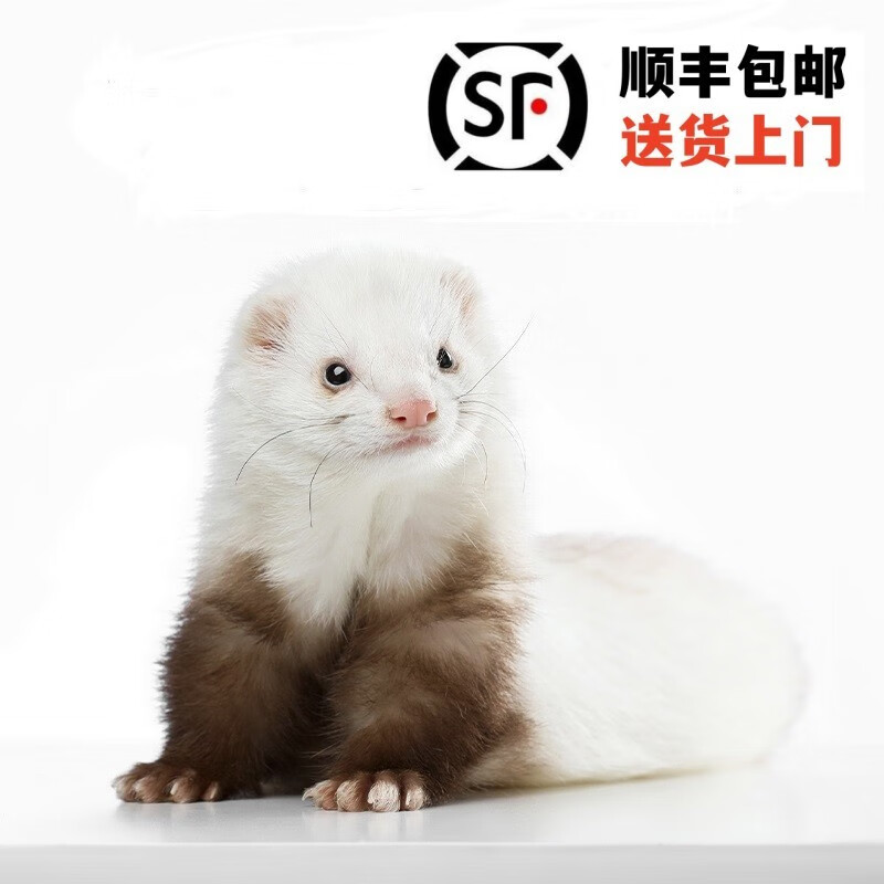 秋科安格鲁貂活物 宠物貂雪貂 雪貂幼崽活宠 异宠 貂迷你宠物 香槟色