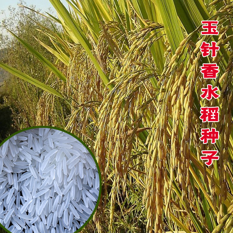 旺园兴贡米玉针香水稻种子谷种长粒香米稻谷常规灿稻米质优晚稻种籽