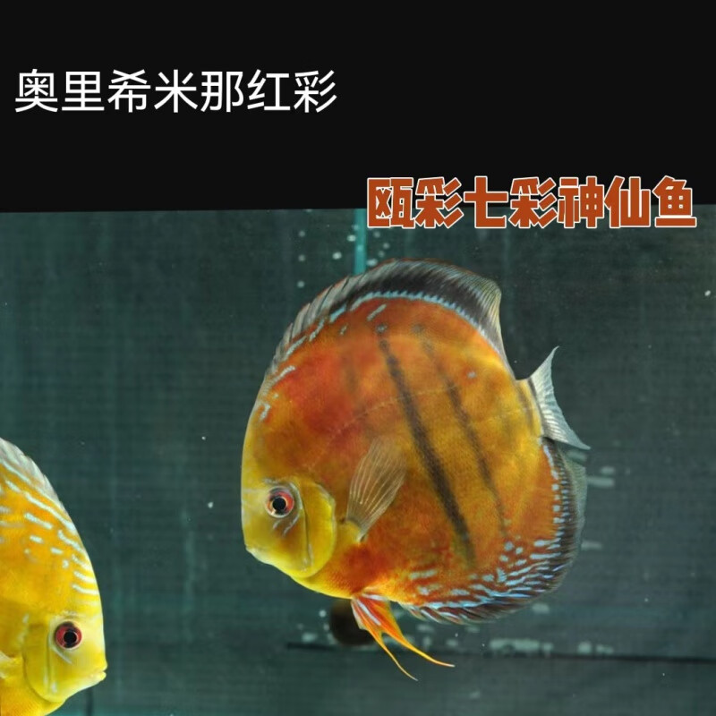 欧园侠七彩神仙鱼3-4公分观赏鱼野血财神野彩f1马来一栋老虎狗 红彩f1
