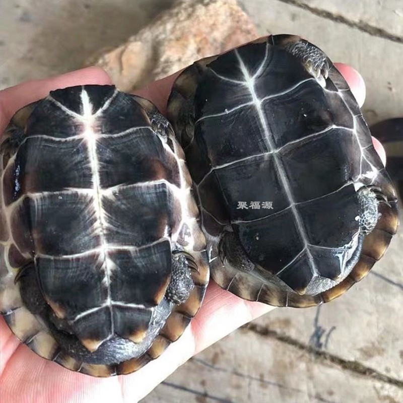 最准确的异宠活体历史价格查询软件|异宠活体价格走势