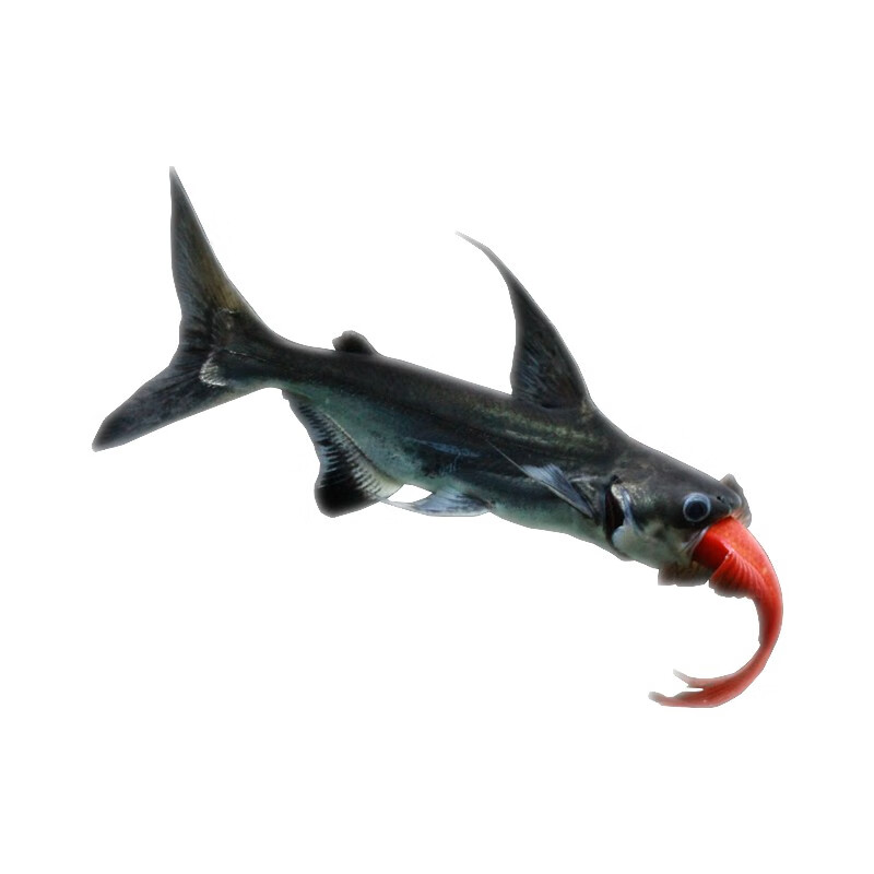 奶萝淡水鲨鱼成吉思汗鲨小蓝鲨白化鲨白鲨虎鲨凶猛鱼热带鱼银龙配鱼 6